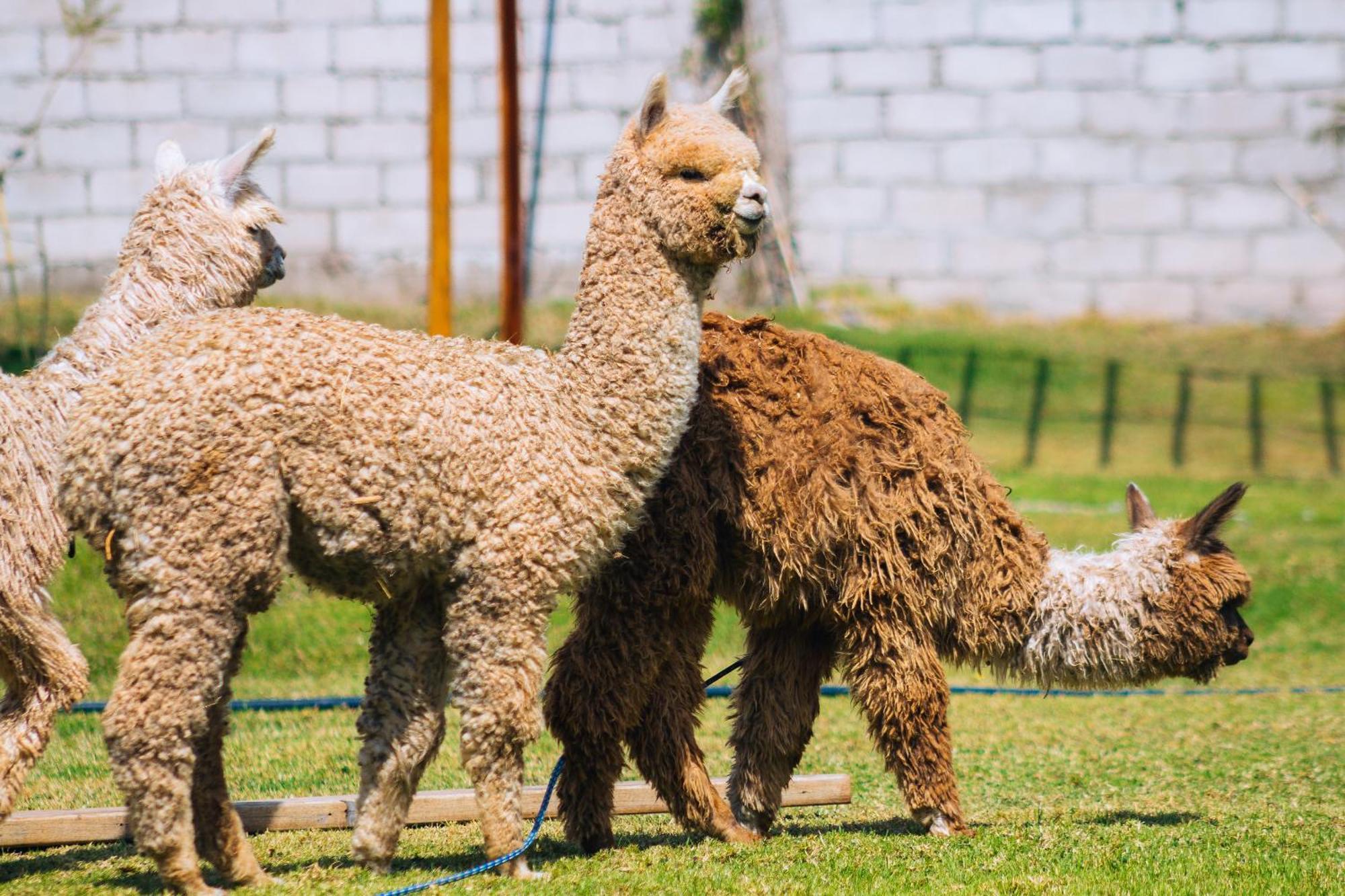 Hacienda Del Valle Sagrado Urubamba Ngoại thất bức ảnh